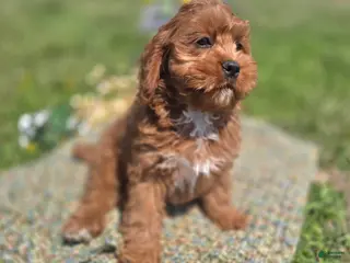 Cavapoo dogs Denali - Ad 42