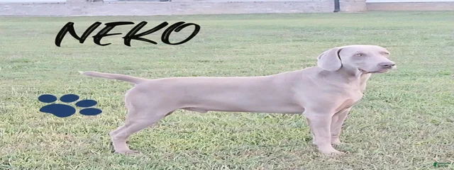 Neko