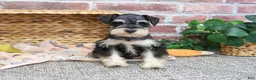 Miniature Schnauzer dogs for sale: Gus - Ad 4