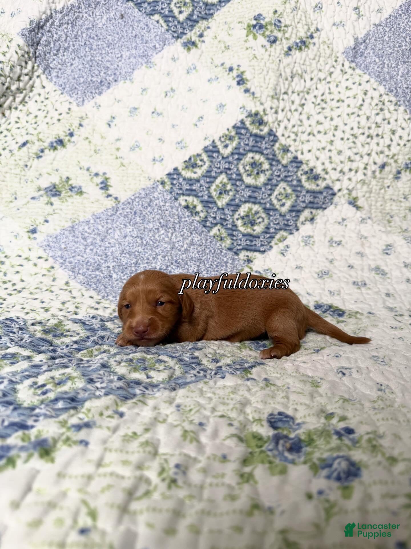 Dachshund dogs AKC Red Long Haired Female Dachshund DNA CLEAR - Ad 2