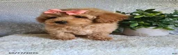 Bichpoo dogs for sale: Chloe - Ad 7