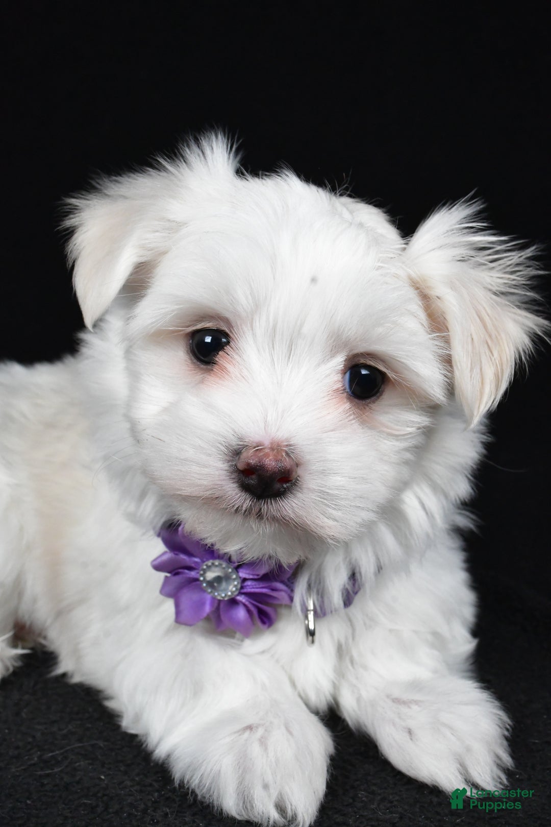 Maltese dogs for sale: Angie - Ad 3