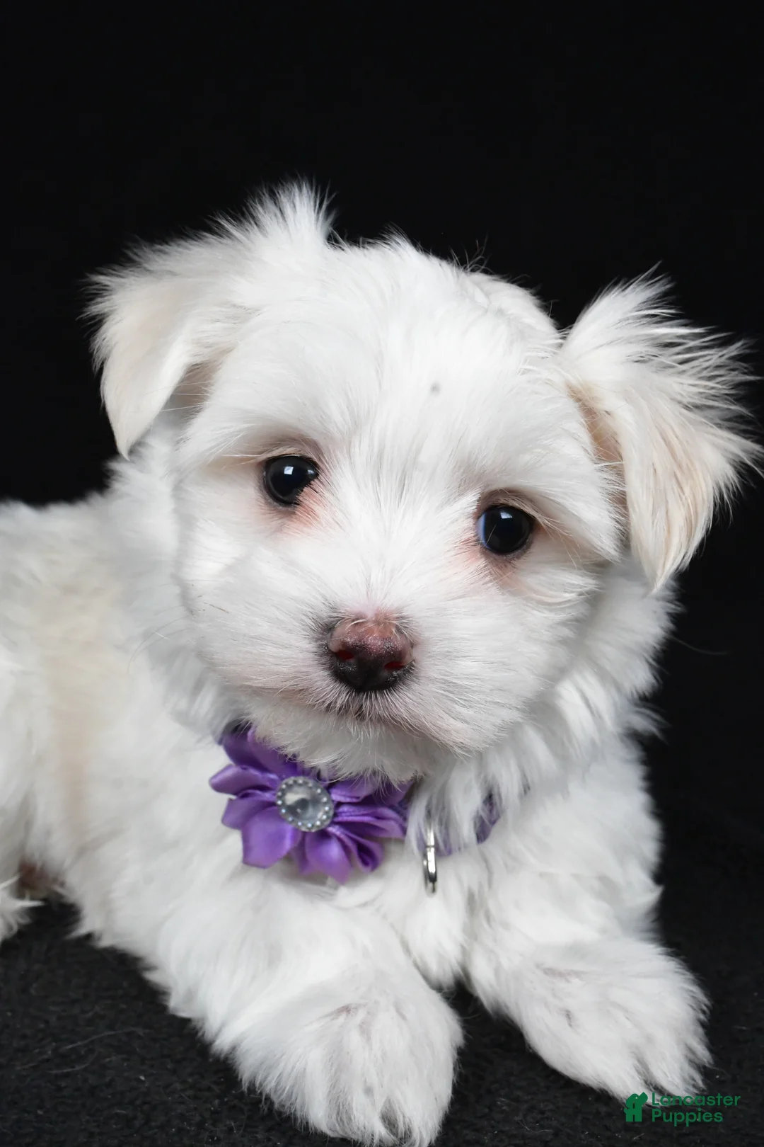 Maltese dogs for sale: Angie - Ad 3