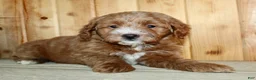 Mini Goldendoodle dogs for sale: Pickles - Ad 3