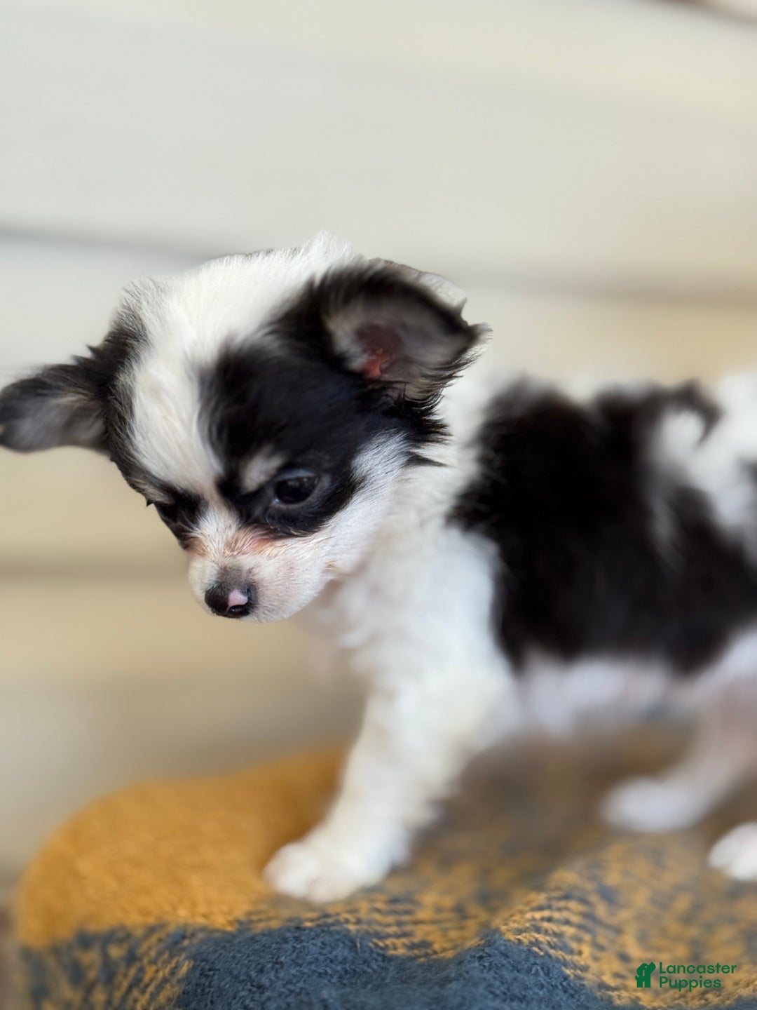 Chihuahua dogs for sale: Quest - Ad 5