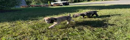 English Mastiff dogs for sale: Mishka (minnie) - Ad 3