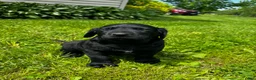 Labrador Retriever dogs for sale: Phillipe - Ad 10
