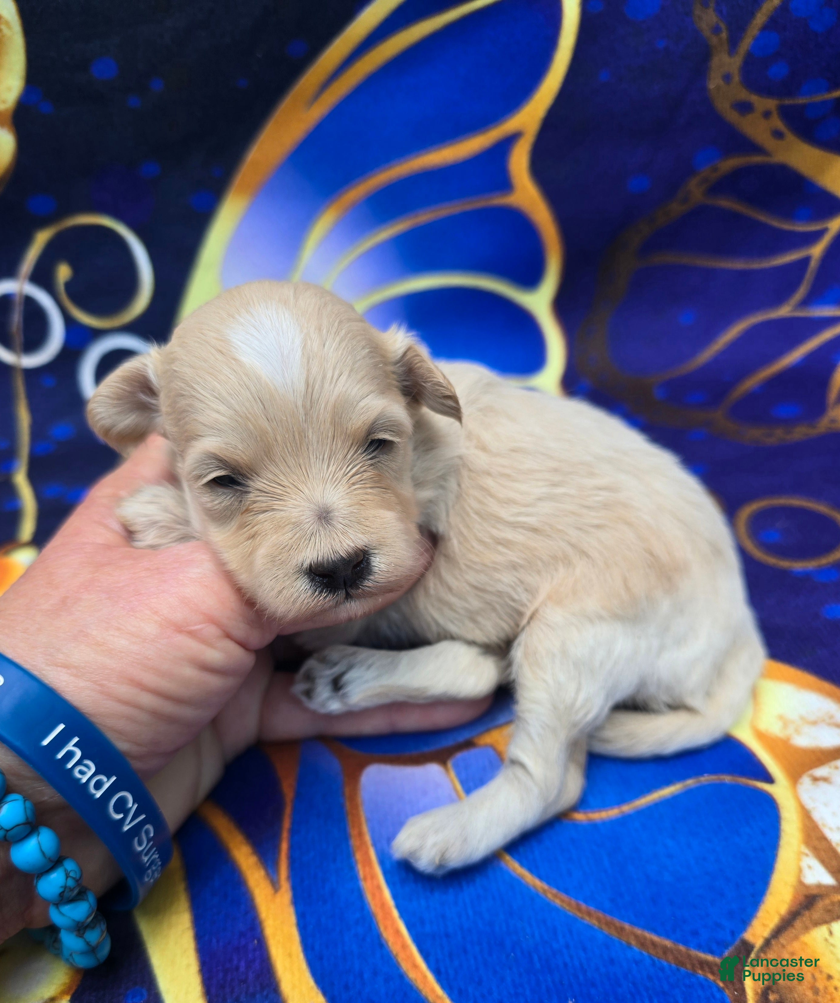Maltipoo dogs Titan - Ad 25