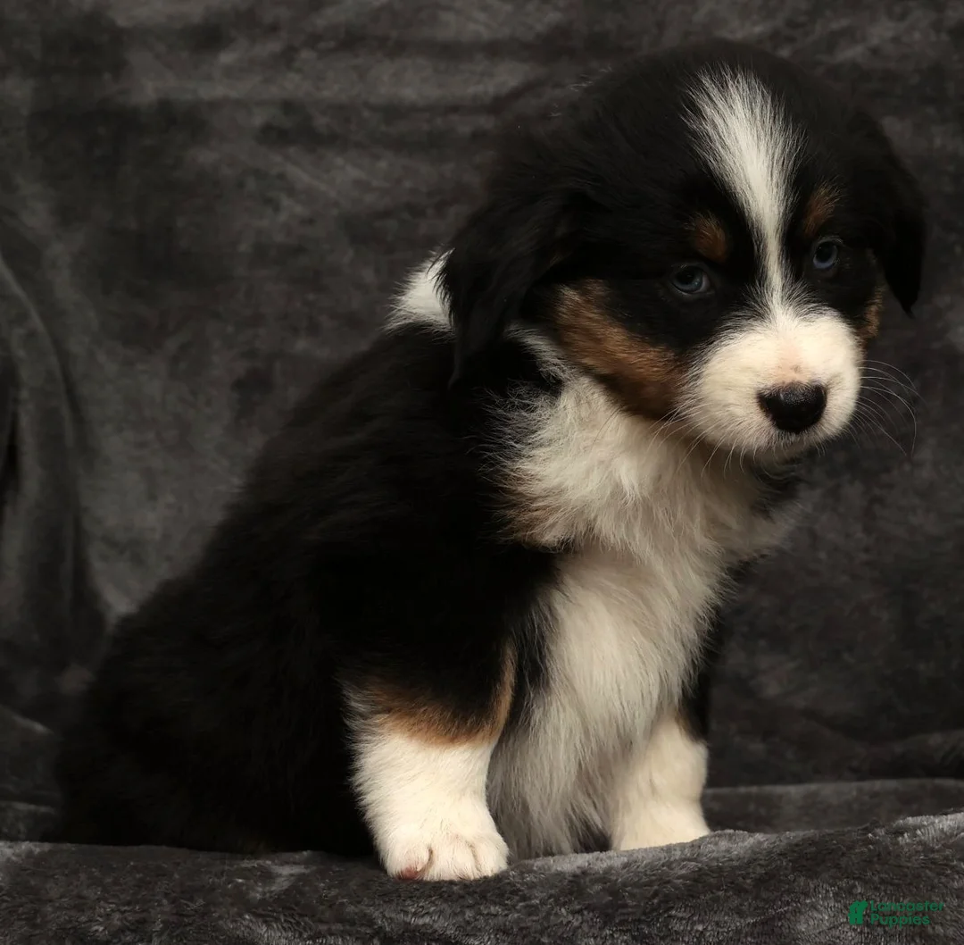 Miniature Australian Shepherd dogs for sale: Sophie - Ad 4