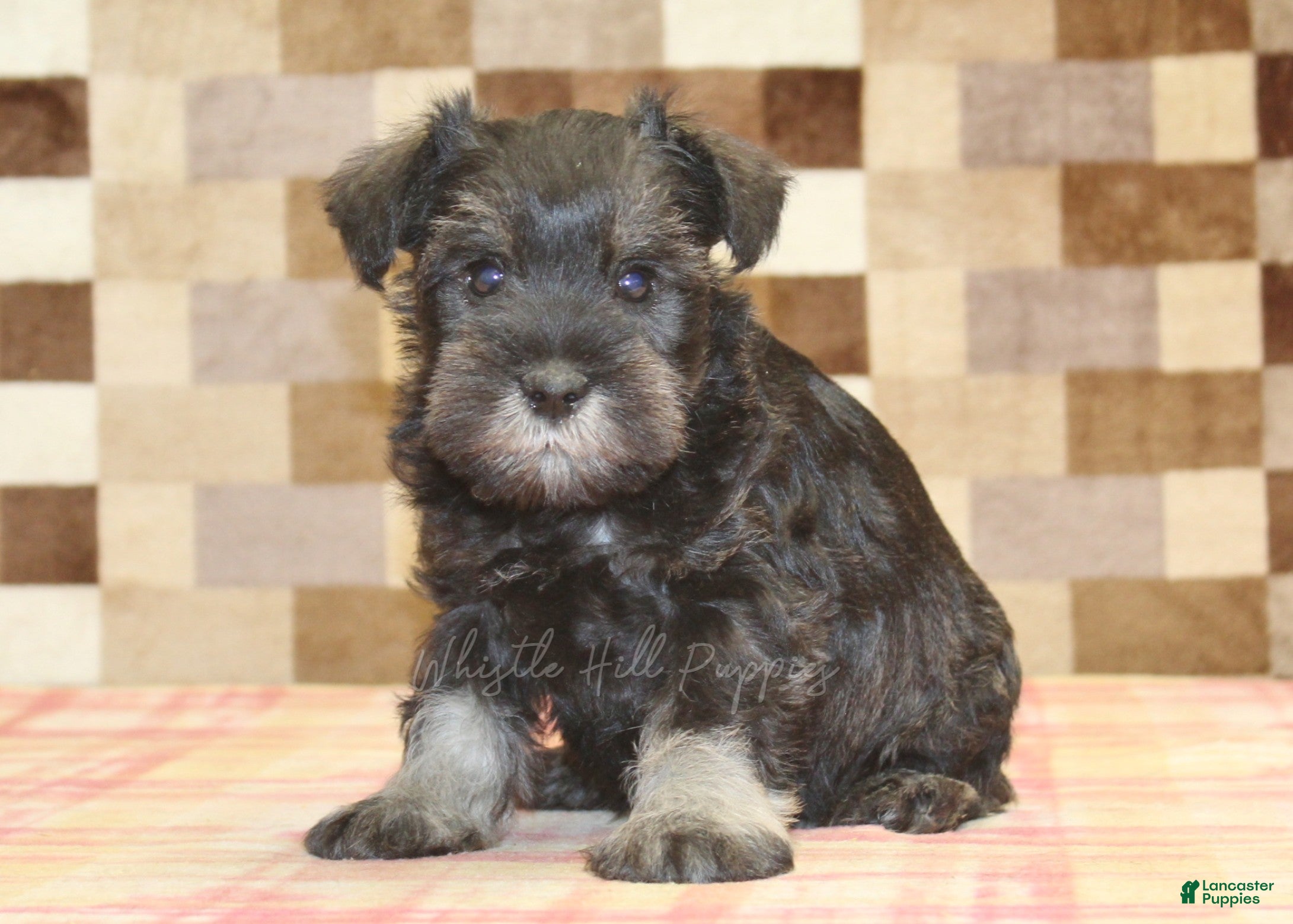 Miniature Schnauzer dogs Eddy - Ad 1