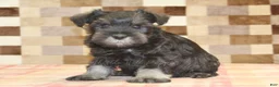 Miniature Schnauzer dogs for sale: Eddy - Ad 1
