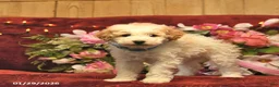 Mini Goldendoodle dogs for sale: Happy Taffy  - Ad 4