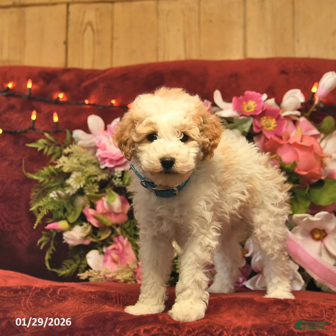 Mini Goldendoodle dogs for sale: Happy Taffy  - Ad 4