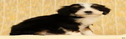 Mini Bernedoodle dogs for sale: Oscar - Ad 6