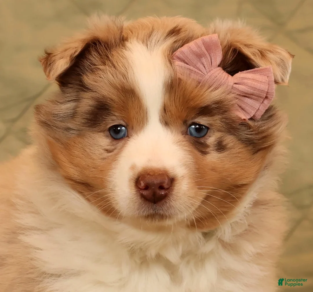 Miniature Australian Shepherd dogs for sale: Chloe - Ad 9