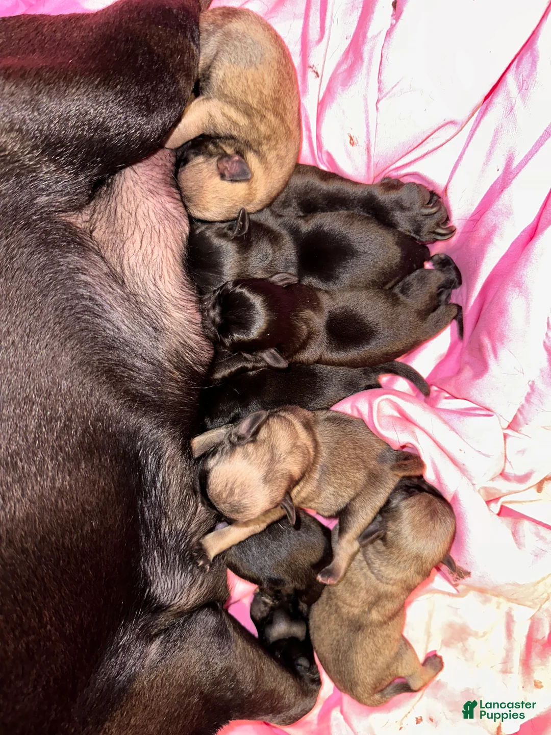 Pug dogs for sale: Charlie  - Ad 1