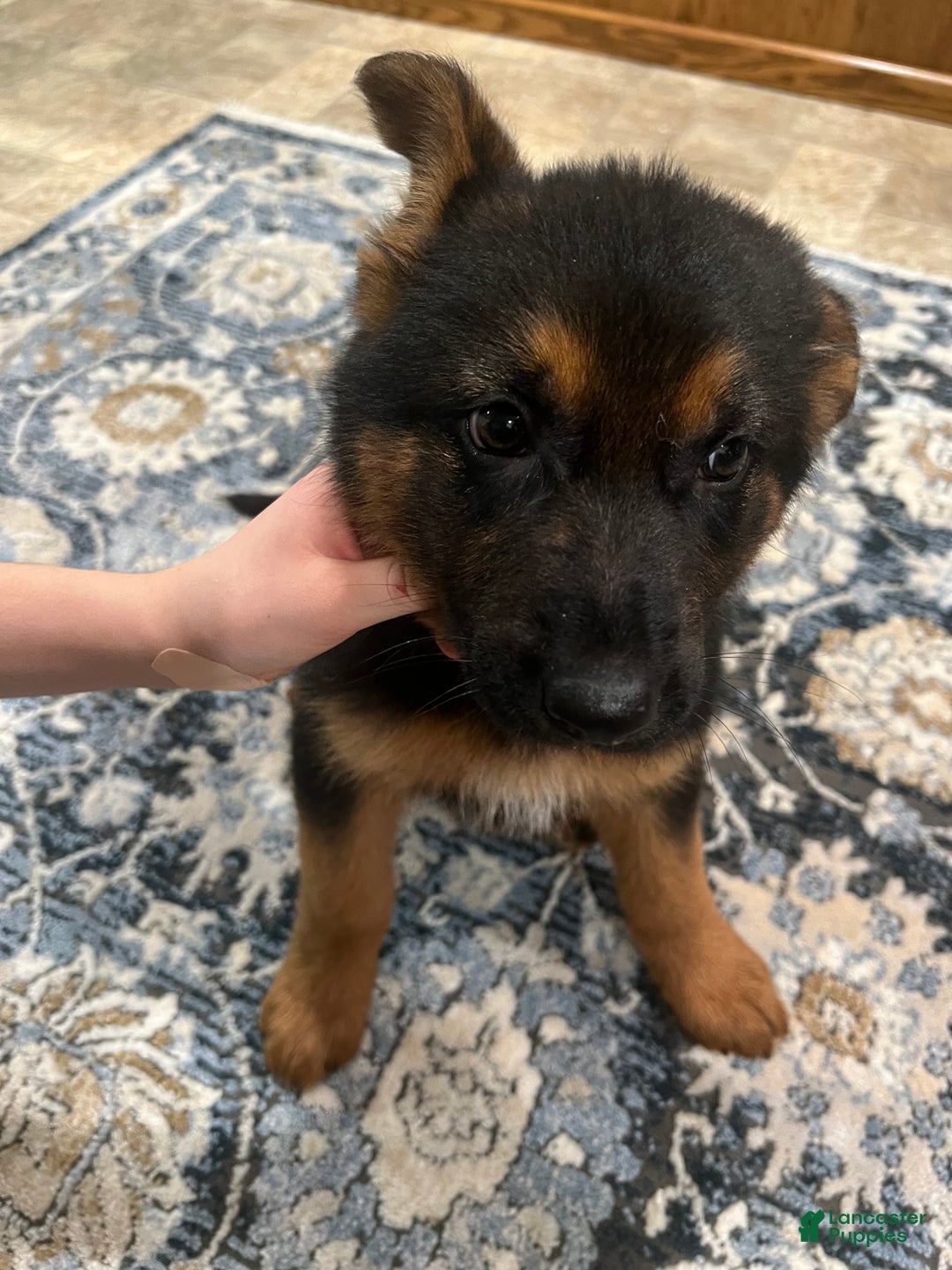 German Shepherd dogs for sale: German Shepherd Puppy 8 - Ad 3