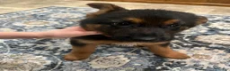 German Shepherd dogs for sale: German Shepherd Puppy 8 - Ad 3