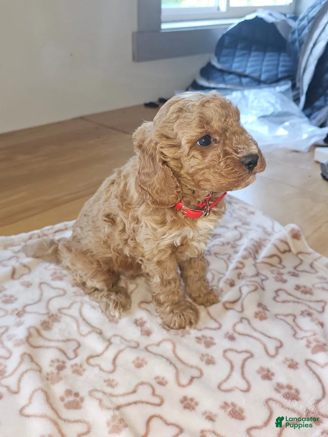 Miniature Poodle dogs for sale: Toffee - Ad 2