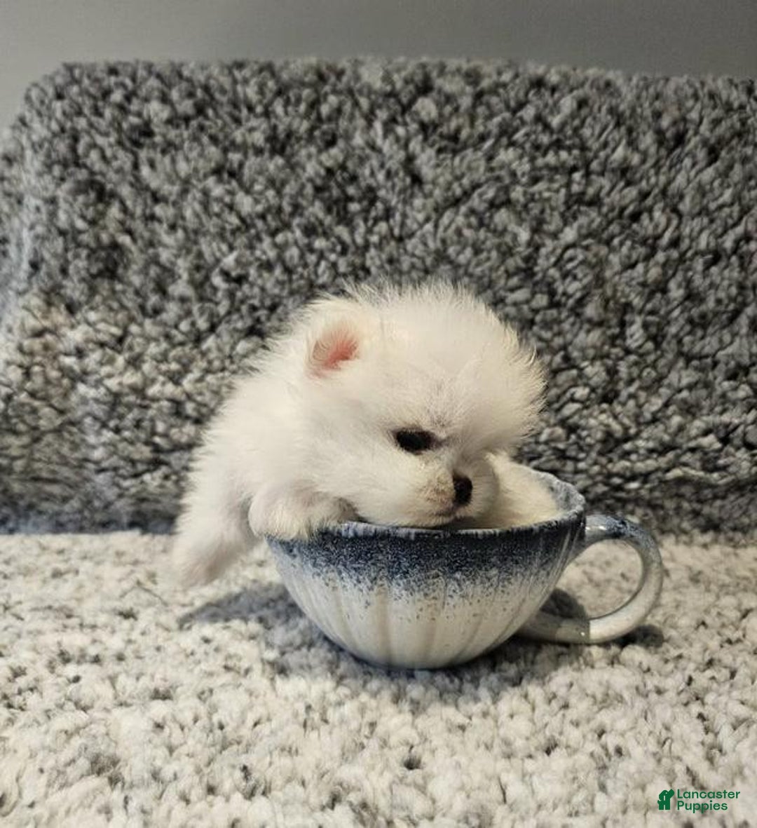 Pomeranian dogs for sale: Rafa - Ad 8