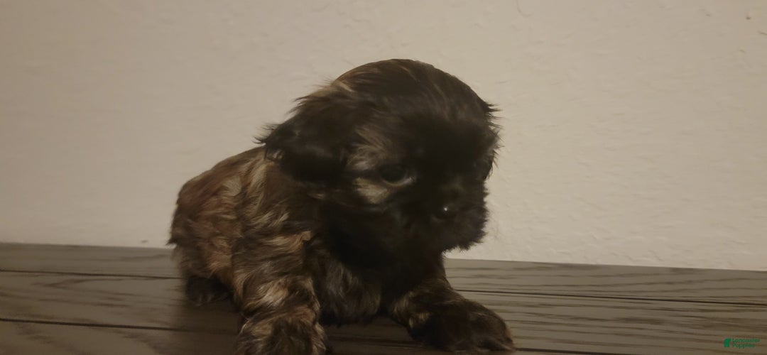 Shih Tzu dogs for sale: COOPER, Shih Tzu, Male, 10 weeks, AKC Champion Blood Line - Ad 10