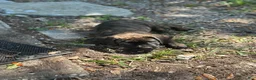 Cane Corso dogs for sale:  Bonnie black brindle - Ad 11
