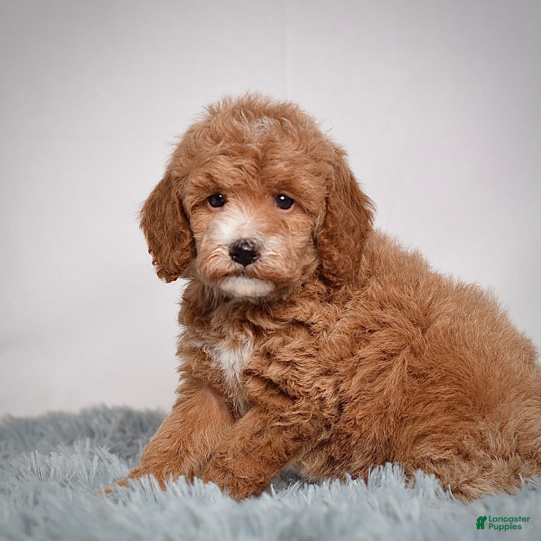 Mini Goldendoodle dogs for sale: Ms. Piper - Ad 3