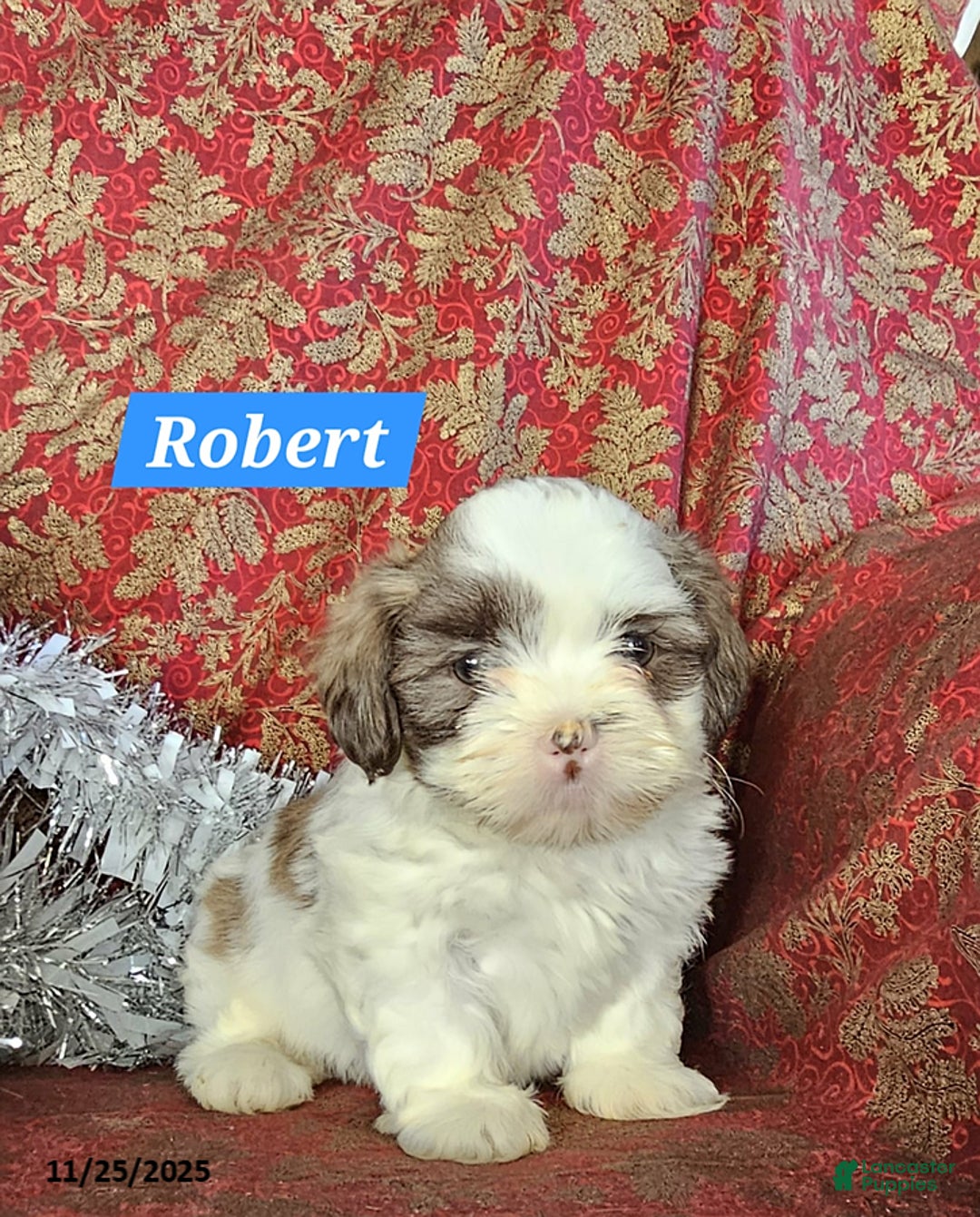 Mixed Breed dogs for sale: Robert - Ad 2
