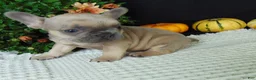 French Bulldog dogs for sale: Mitchell - Ad 5