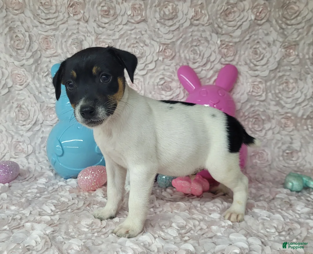 Jack Russell Terrier dogs for sale: Milo Registered Purebred CKC  - Ad 2