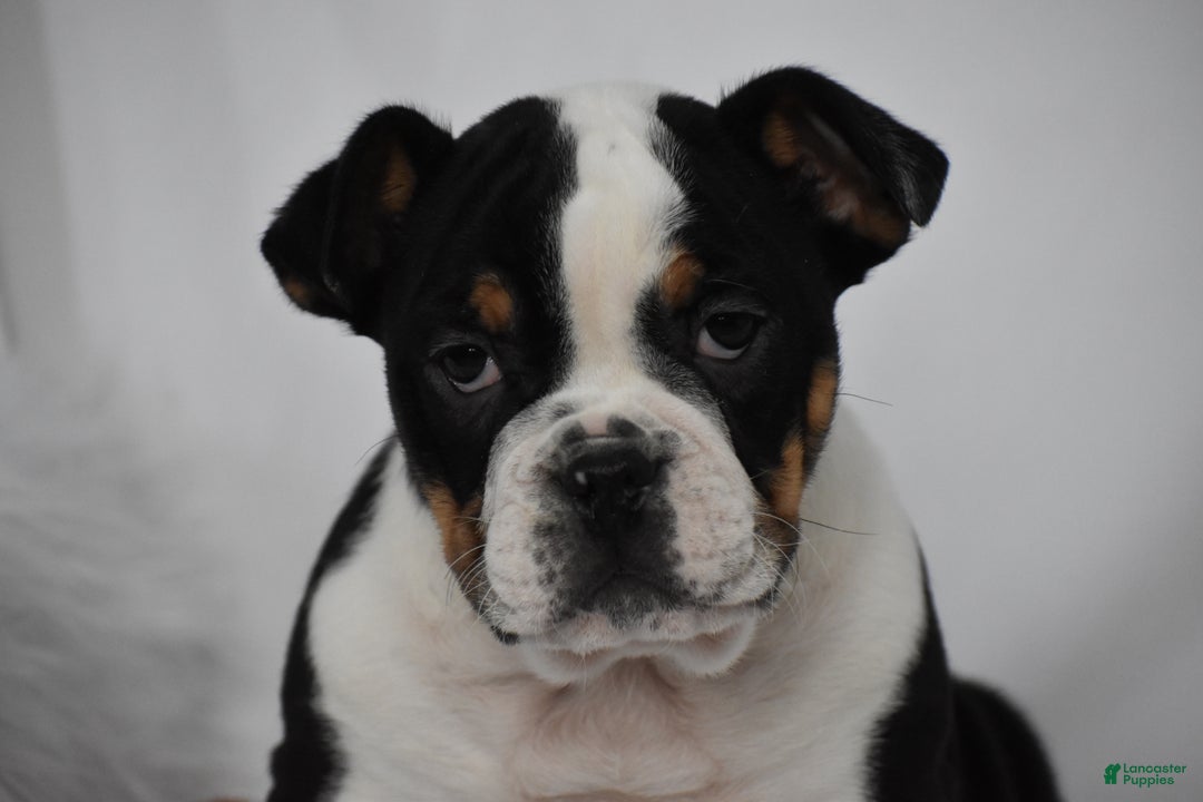 Mixed Breed dogs for sale: Tyson - Ad 4