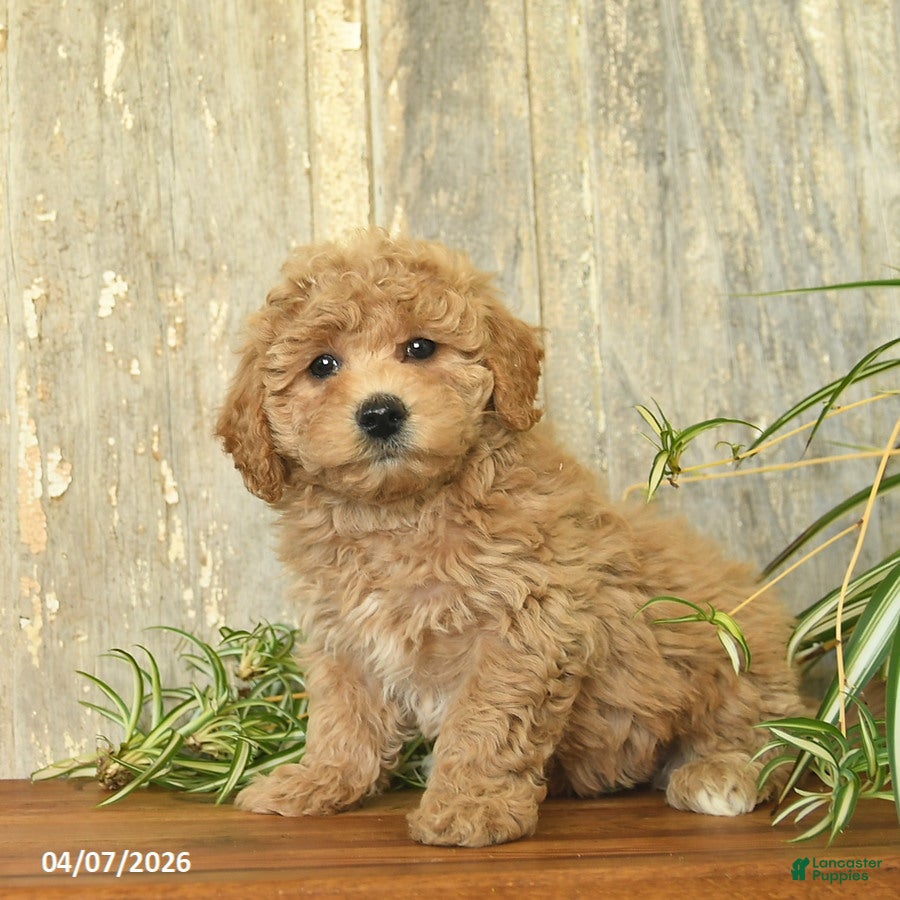 Maltipoo dogs Jewel  - Ad 2