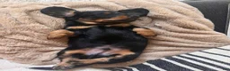 Dachshund dogs for sale: Kress - Ad 3