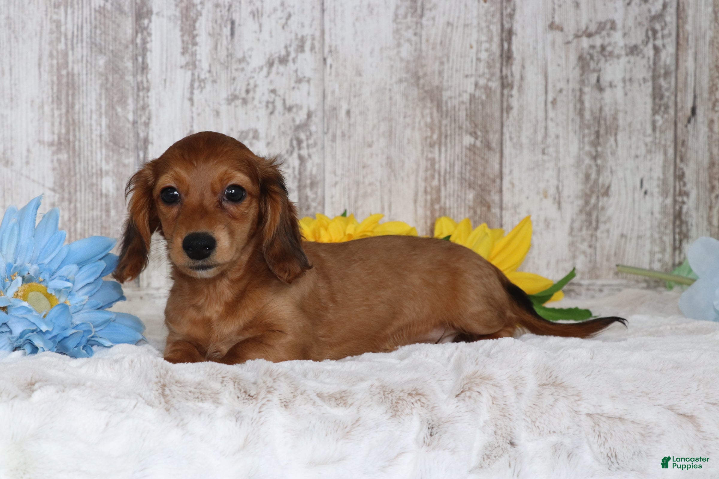 Miniature Dachshund dogs King  - Ad 2