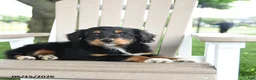 Mixed Breed dogs for sale: Ronald - Ad 2