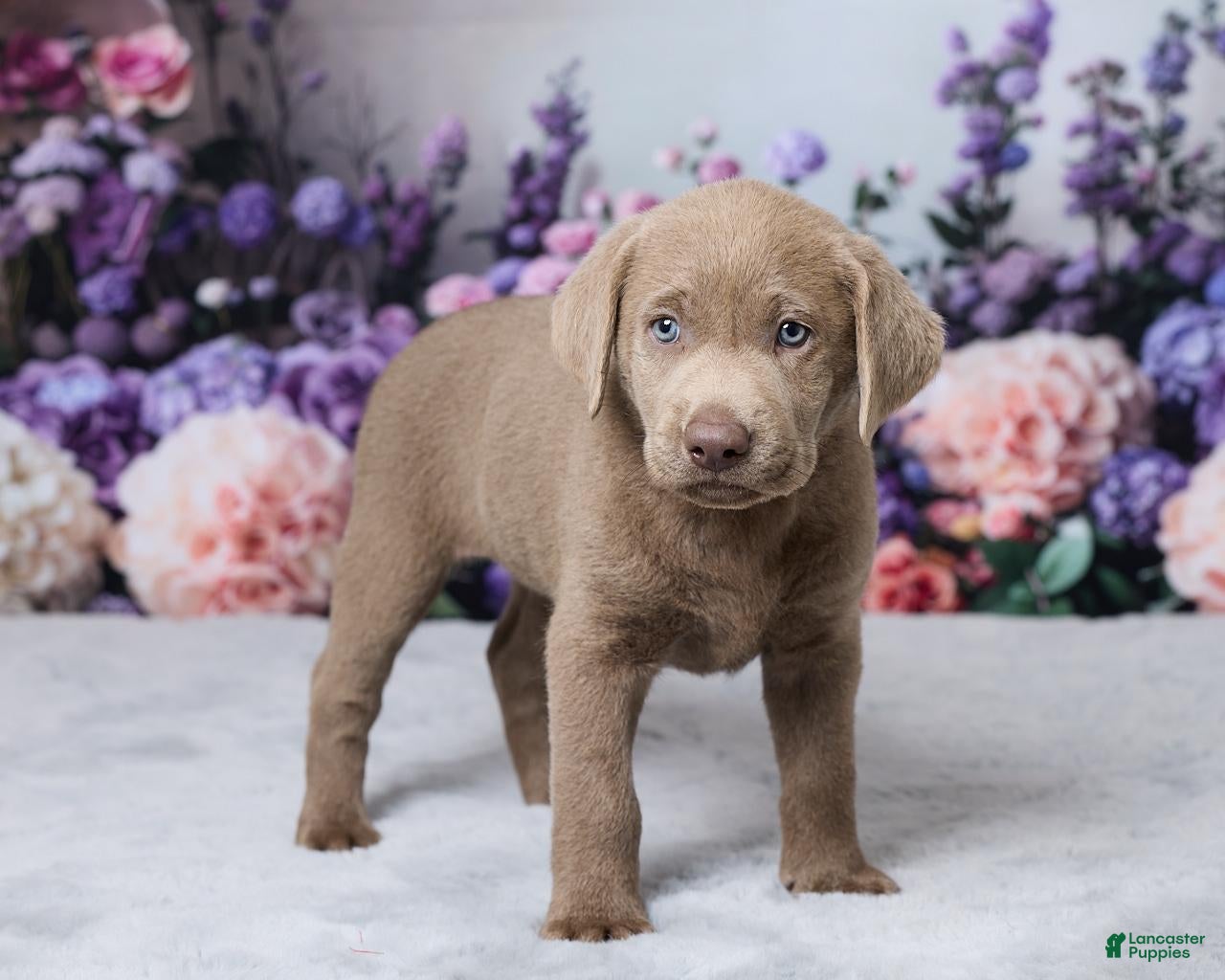 Labrador Retriever dogs Ann - Ad 2
