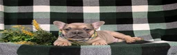 French Bulldog dogs for sale: Dudley - Ad 7