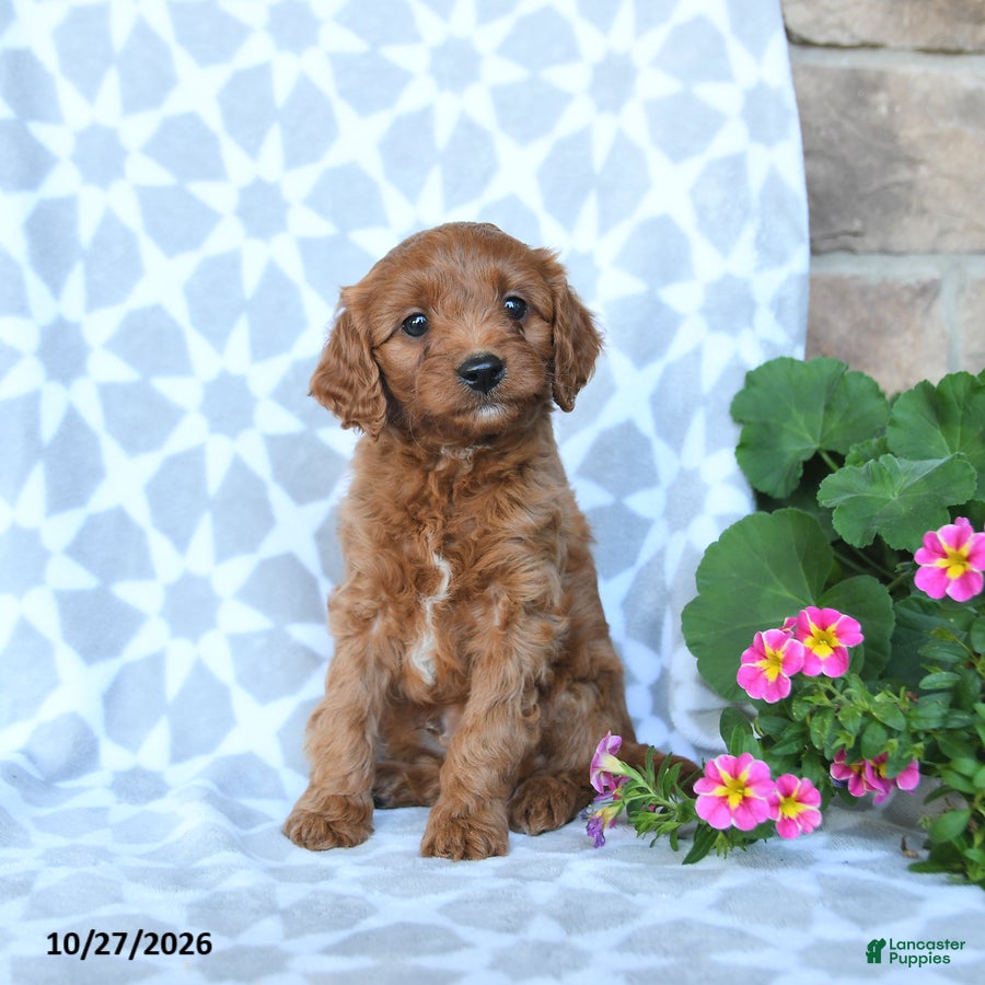 Cavapoo dogs for sale: Acorn - Ad 2