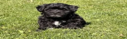 Shorkie dogs for sale: Polo - Ad 5