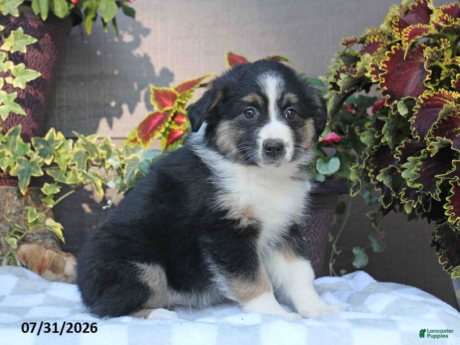 Australian Shepherd dogs Marsha - Ad 1