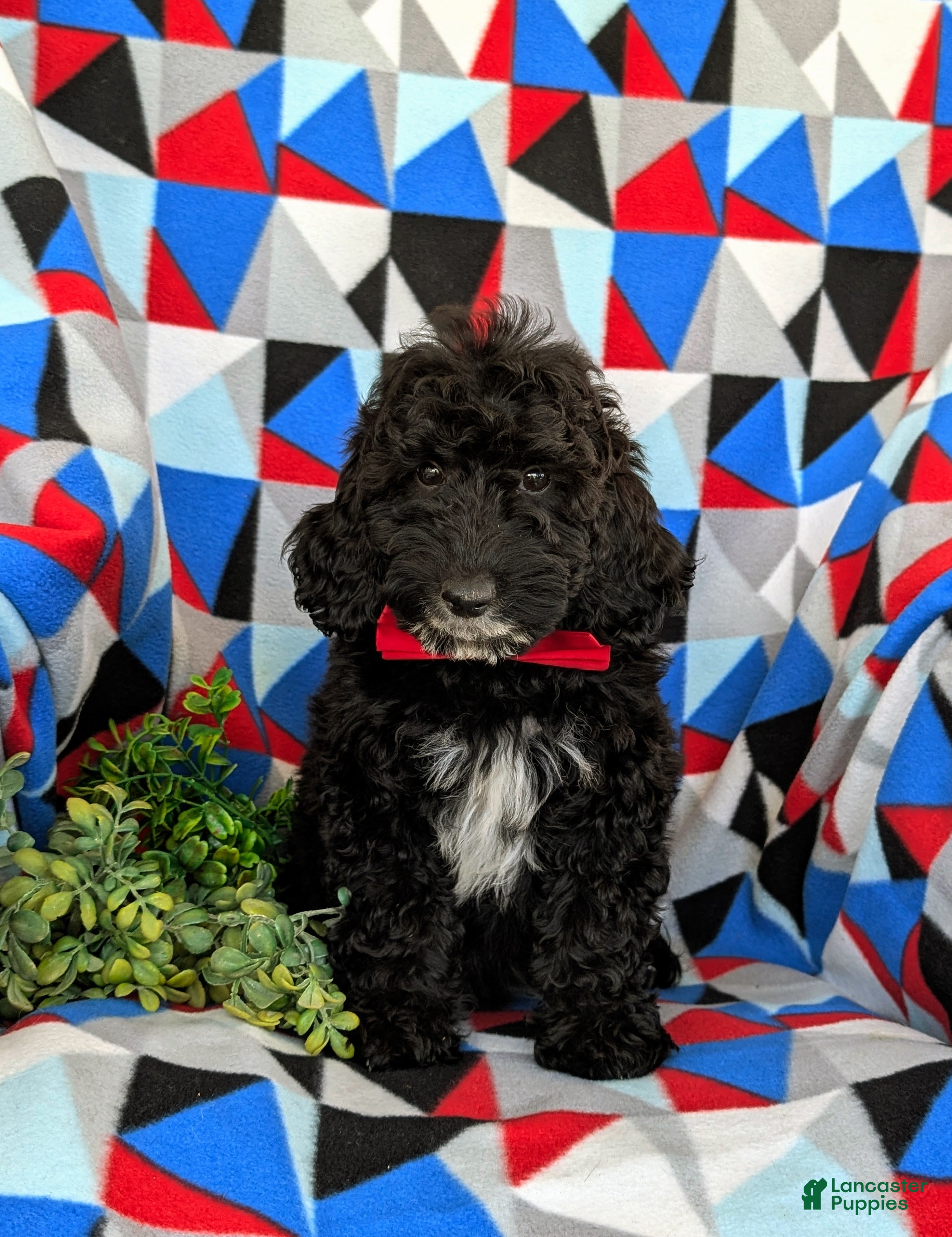 Mini Goldendoodle dogs for sale: Clifton Hypoallergenic - Ad 2