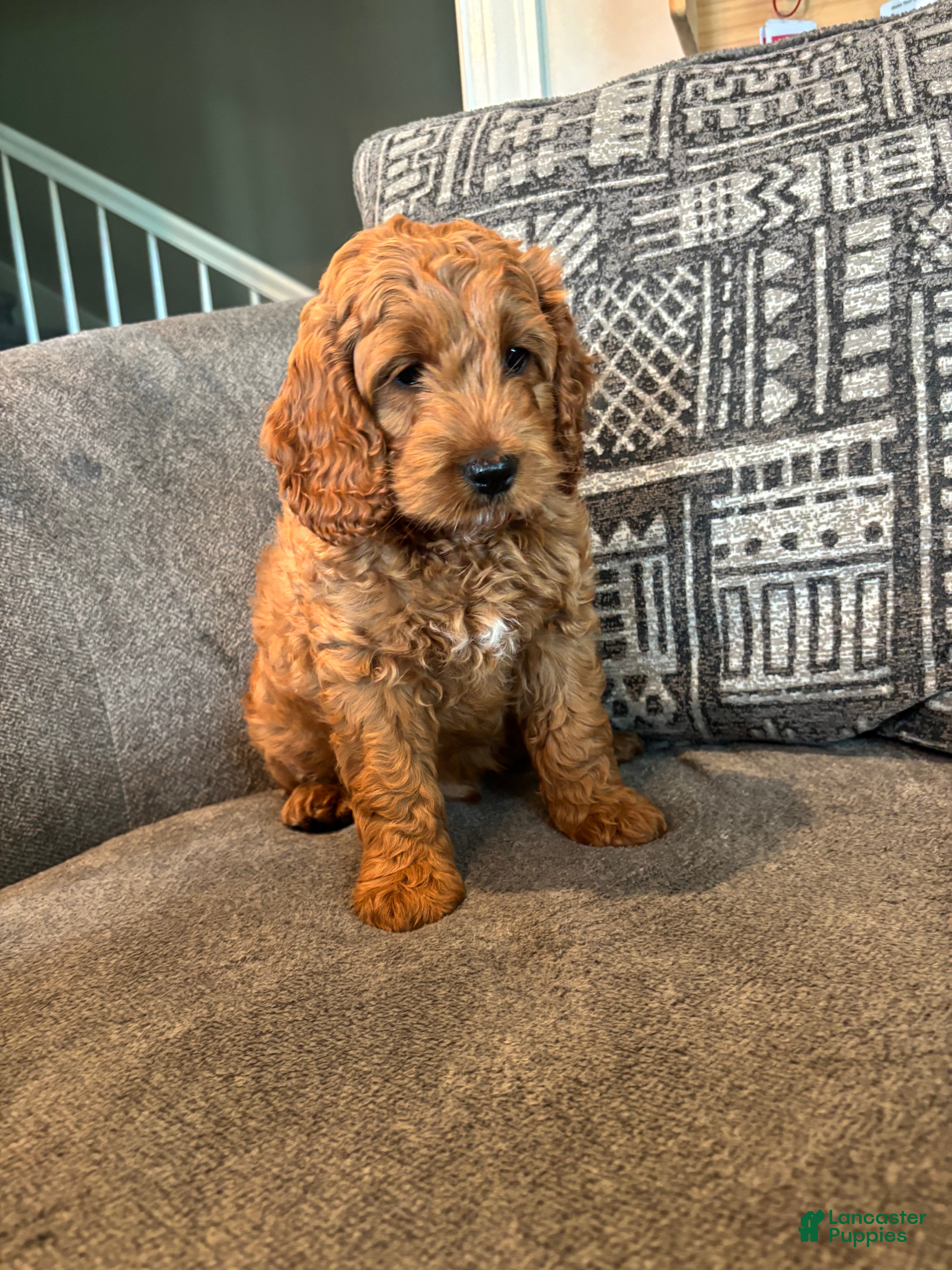 Cockapoo dogs Timber - Ad 2