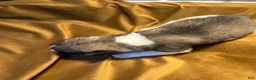 Akita dogs for sale: Nova - Ad 12