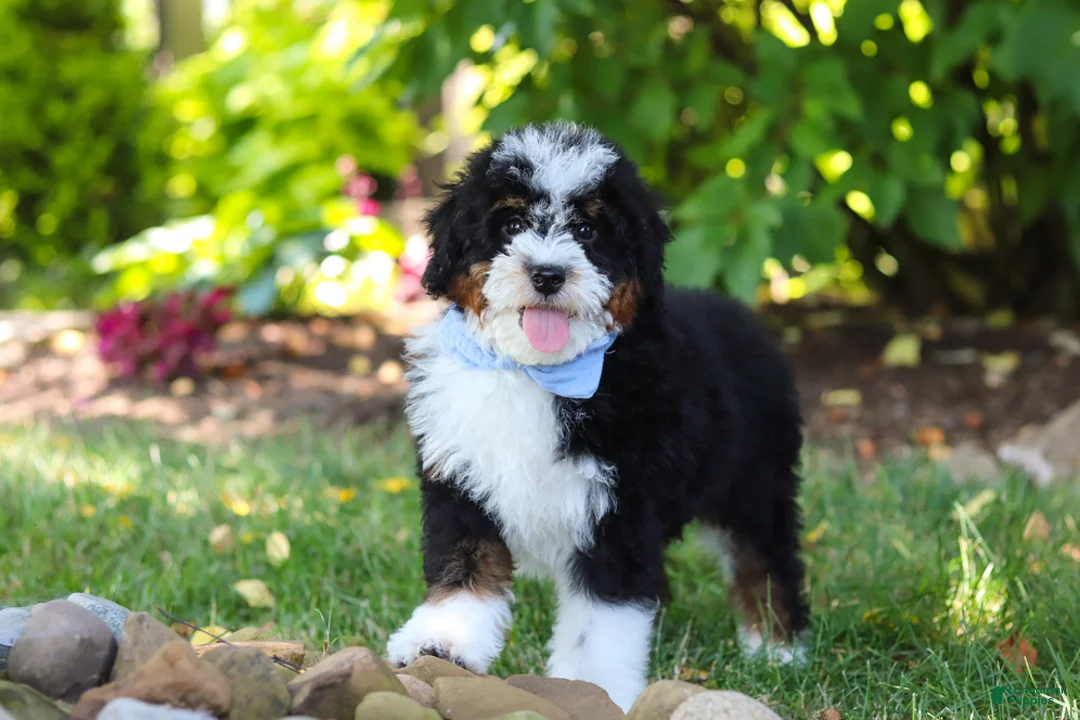 Mini Bernedoodle dogs for sale: Tucker - Ad 2