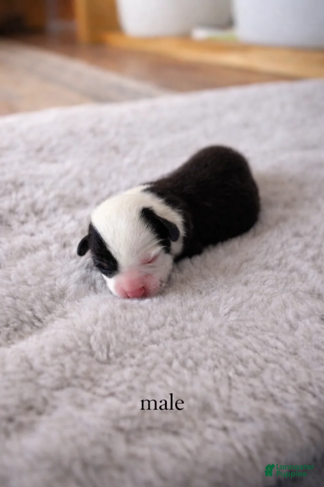 Welsh Corgi Pembroke dogs for sale: Welsh Corgi Pembroke Puppy 1 - Ad 1