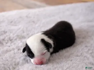 Welsh Corgi Pembroke dogs Welsh Corgi Pembroke Puppy 1 - Ad 3