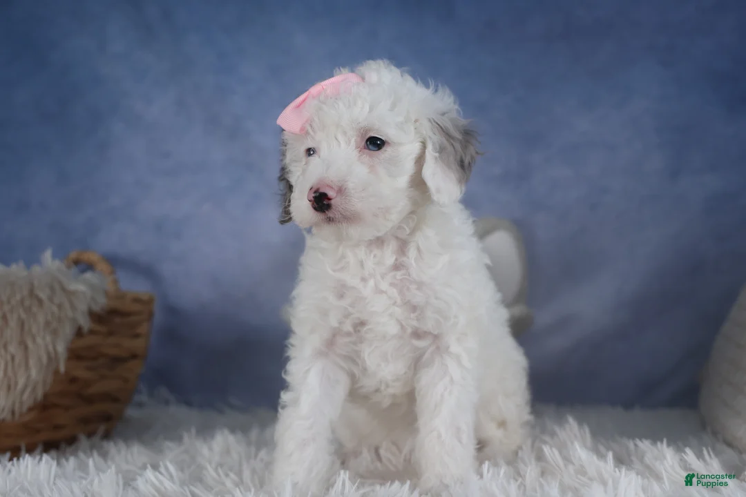 Miniature Poodle dogs for sale: Riley - Ad 9