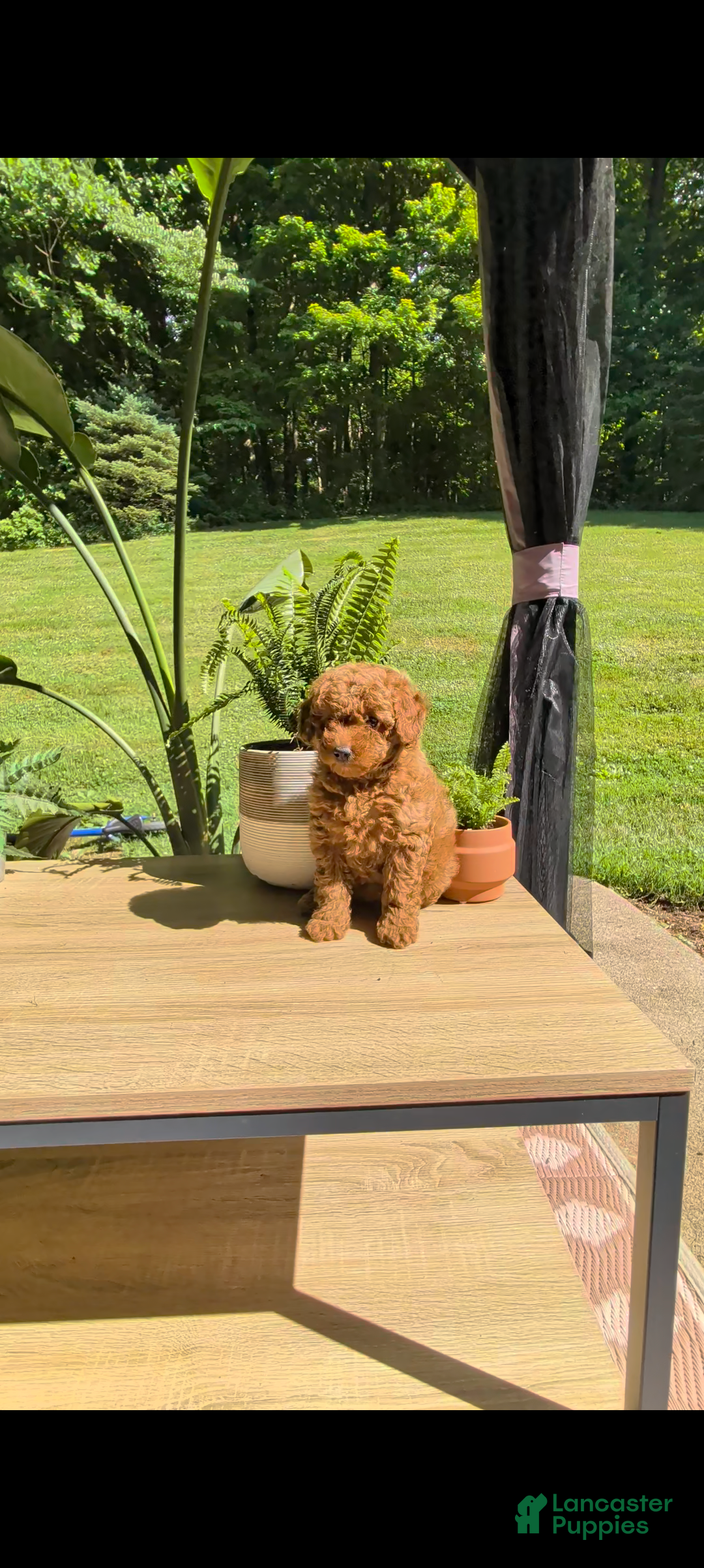 Miniature Poodle dogs Bella - Ad 1