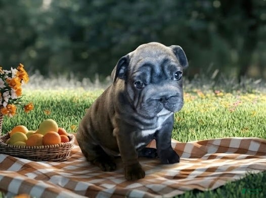 French Bulldog dogs French Bulldog 5 - Ad 38