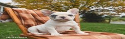 French Bulldog dogs for sale: Smokey - Ad 1